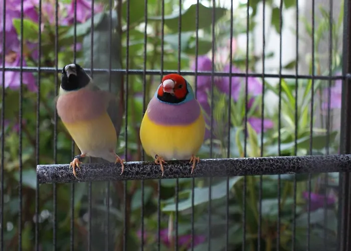 Bed and breakfast Dworek Morski & Wellness Mielno (Koszalin)